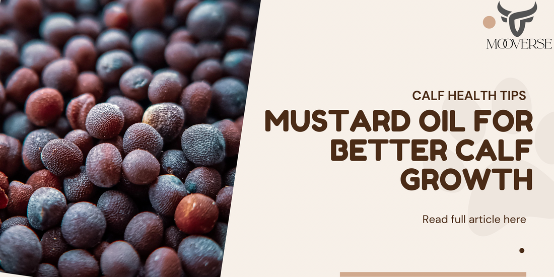 Benefit of Mustard seed oil for calf growth