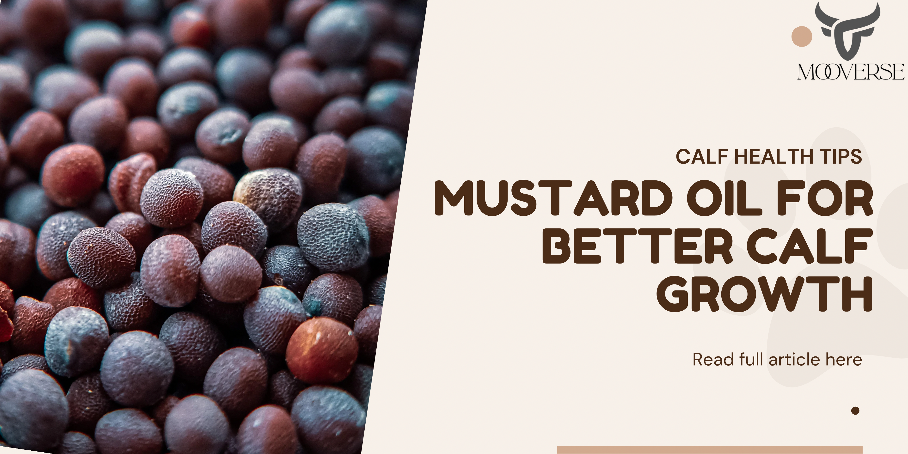 Benefit of Mustard seed oil for calf growth